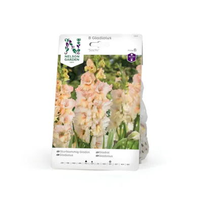 Vårløk gladiol Sochi