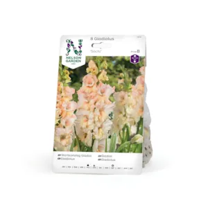 Vårløk gladiol Sochi