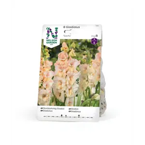 Vårløk gladiol Sochi