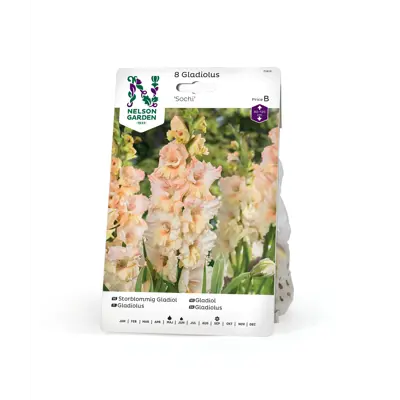 Vårløk gladiol Sochi