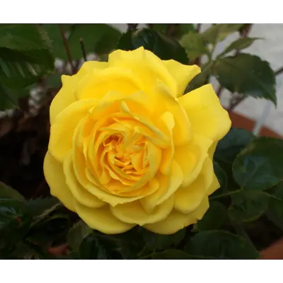 Rose Friesia
