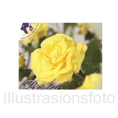 Rose Friesia, bilde 2