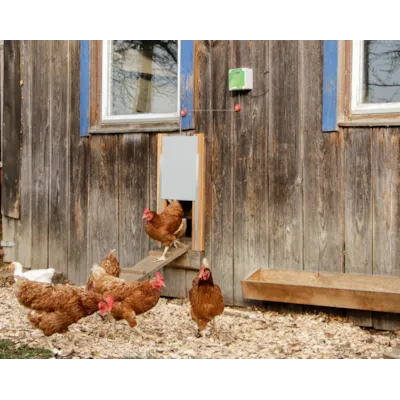 Automatisk hønsedør, bilde 13