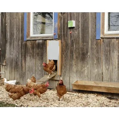 Automatisk hønsedør, bilde 13