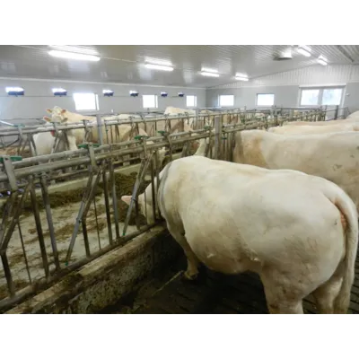 Fanggitter for kjøttfe, bilde 3