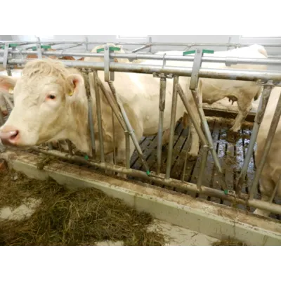 Fanggitter for kjøttfe, bilde 4