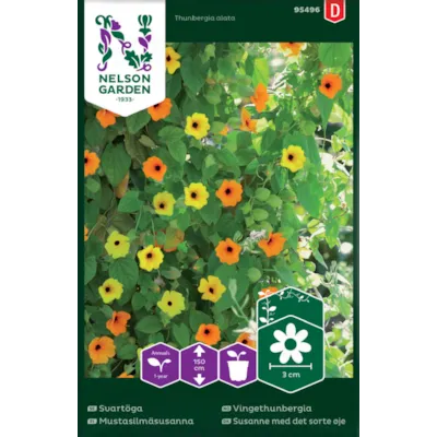 Frø vingethunbergia