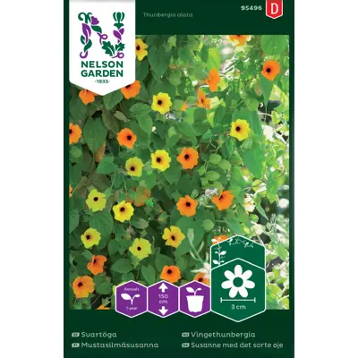 Frø vingethunbergia