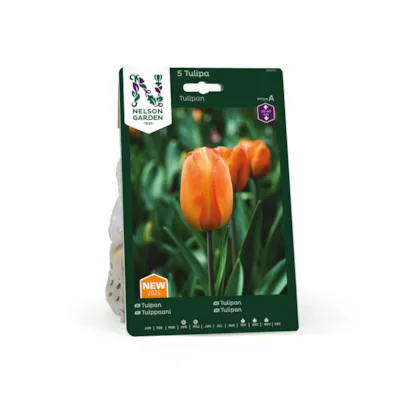 Høstløk tulipan oransje