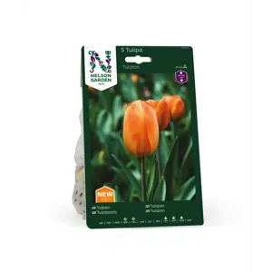 Høstløk tulipan oransje