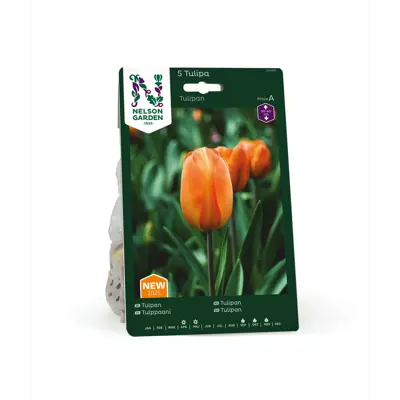 Høstløk tulipan oransje