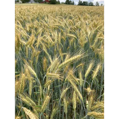 Mamut Kl C2 Vårrughvete 500 kg