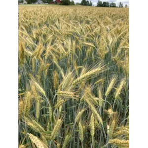 Mamut Kl C2 Vårrughvete 500 kg