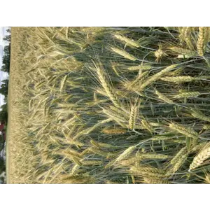 Mamut Kl C2 Vårrughvete 500 kg