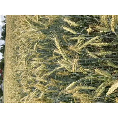 Mamut Kl C2 Vårrughvete 500 kg