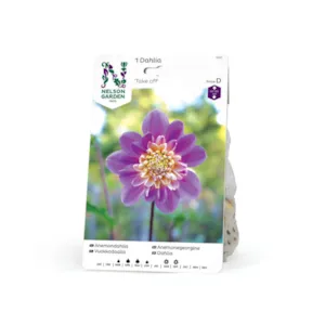 Vårløk anemonegeorgine Take Off