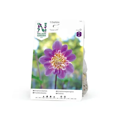 Vårløk anemonegeorgine Take Off