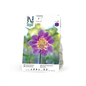 Vårløk anemonegeorgine Take Off