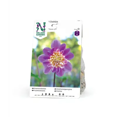 Vårløk anemonegeorgine Take Off