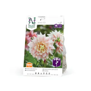 Vårløk dekorative georginer Break out