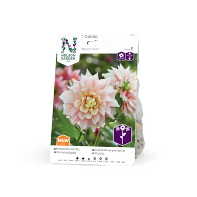 Vårløk dekorative georginer Break out