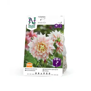 Vårløk dekorative georginer Break out