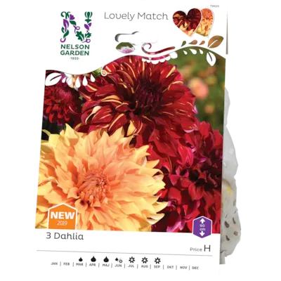 Vårløk dekorative georginer Burning Sunset