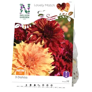 Vårløk dekorative georginer Burning Sunset