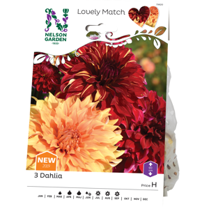 Vårløk dekorative georginer Burning Sunset