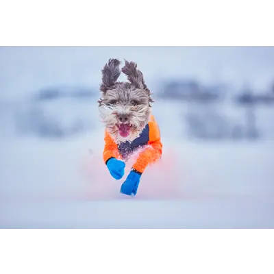 Heldress Protector hannhund svart/orange, bilde 5