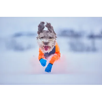 Heldress Protector hannhund svart/orange, bilde 5