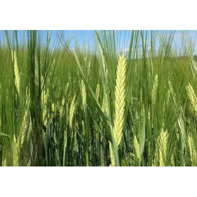 Arild 2-Radsbygg ThermoSeed 600 kg