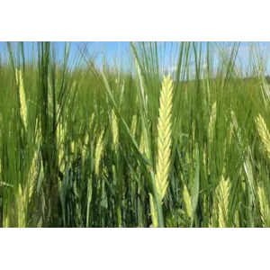 Arild 2-Radsbygg ThermoSeed 600 kg