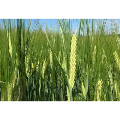 Arild 2-Radsbygg ThermoSeed 600 kg