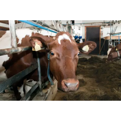 Fullfôr Konsentrat 750 kg