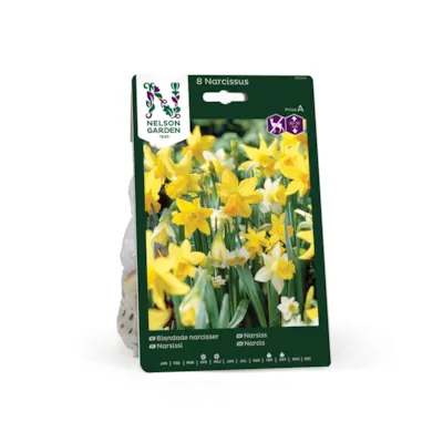 Høstløk narsiss blanding