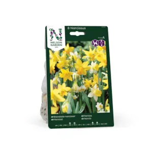 Høstløk narsiss blanding