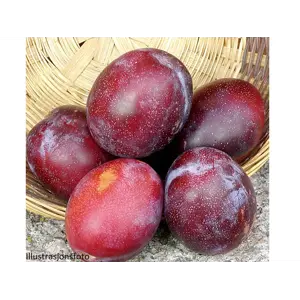 Plomme Prunus domestica Jubileum