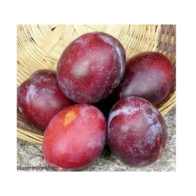 Plomme Prunus domestica Jubileum