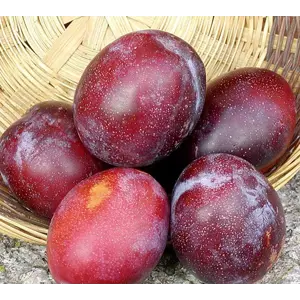 Plomme Prunus domestica Jubileum