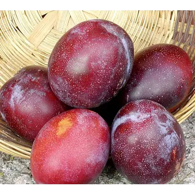 Plomme Prunus domestica Jubileum