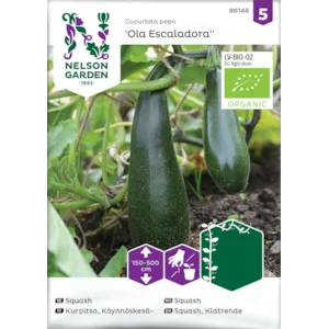 Frø squash Ola Escaladora økologisk