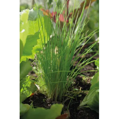 Frø gressløk Dolores, bilde 2