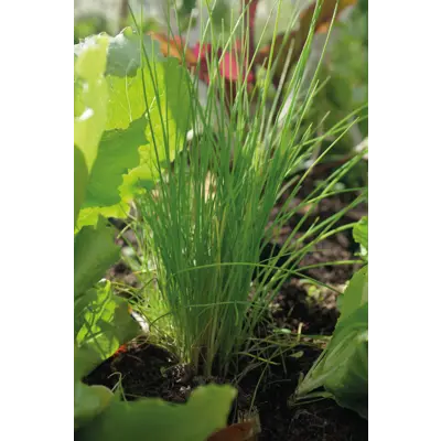 Frø gressløk Dolores, bilde 2