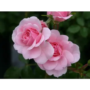 Rose Sommerwind