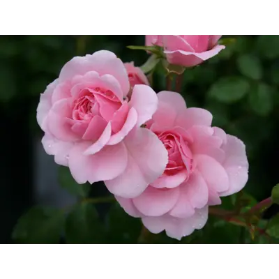 Rose Sommerwind