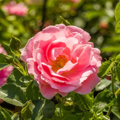 Rose Sommerwind, bilde 2