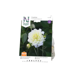 Vårløk dekorative georginer Innocent Silence