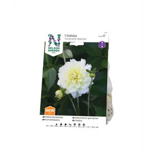 Vårløk dekorative georginer Innocent Silence