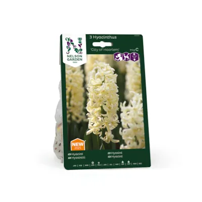 Høstløk hyasint City of Haarlem